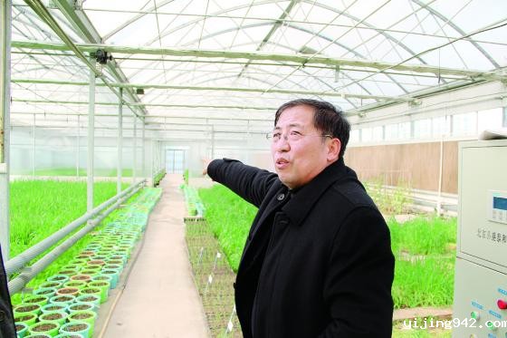 地进行大面积种植了.jpg