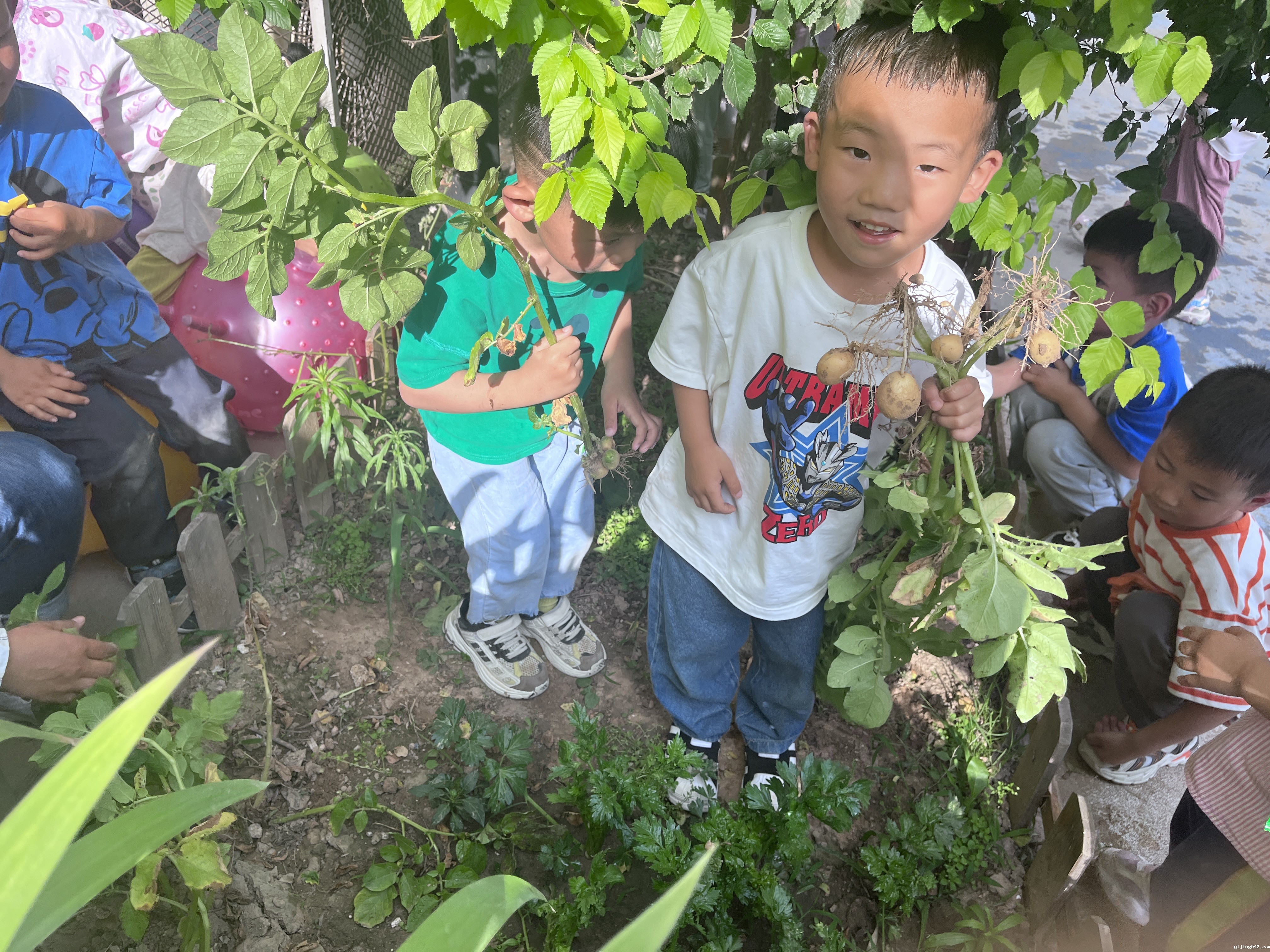 种植1.jpg
